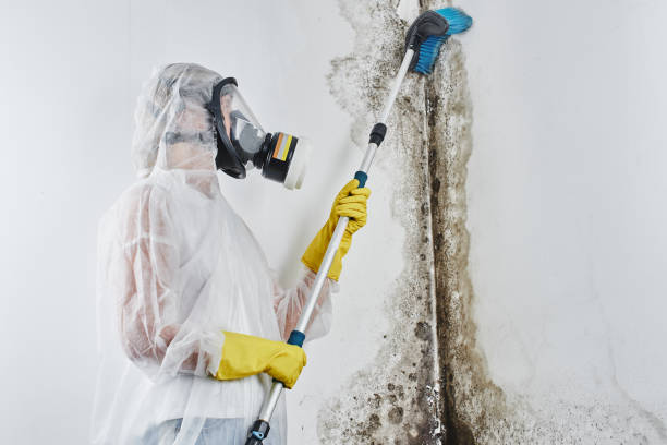 Best Mold Damage Repair  in San Antonio Heights, CA