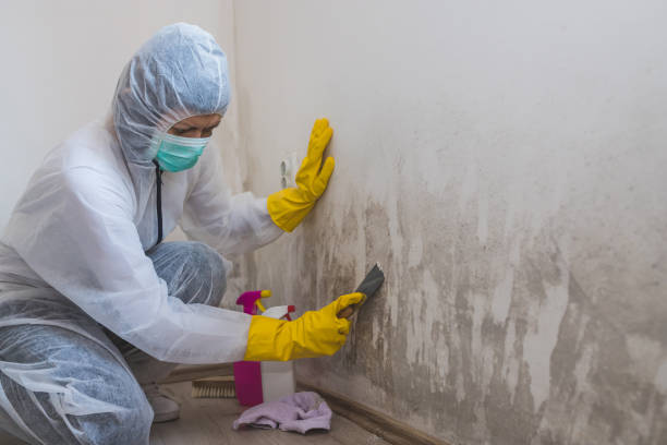 Mold Removal and Inspection in San Antonio Heights, CA