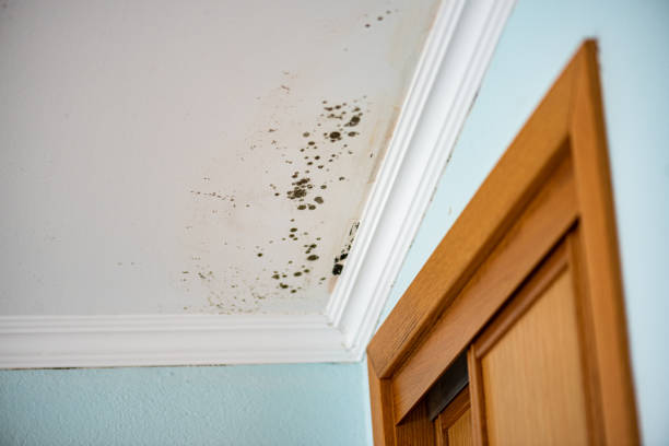 Best Black Mold Removal  in San Antonio Heights, CA