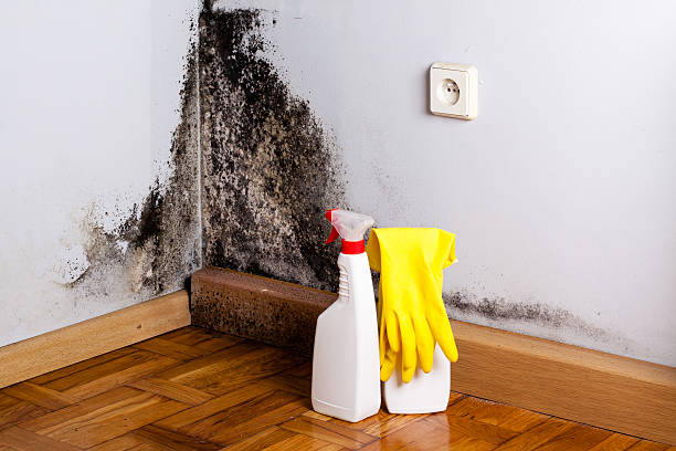 Best Commercial Mold Removal  in San Antonio Heights, CA