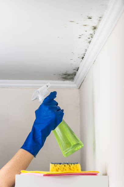 Best Crawl Space Mold Removal  in San Antonio Heights, CA