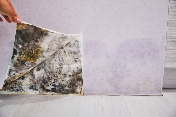 Best Residential Mold Removal  in San Antonio Heights, CA